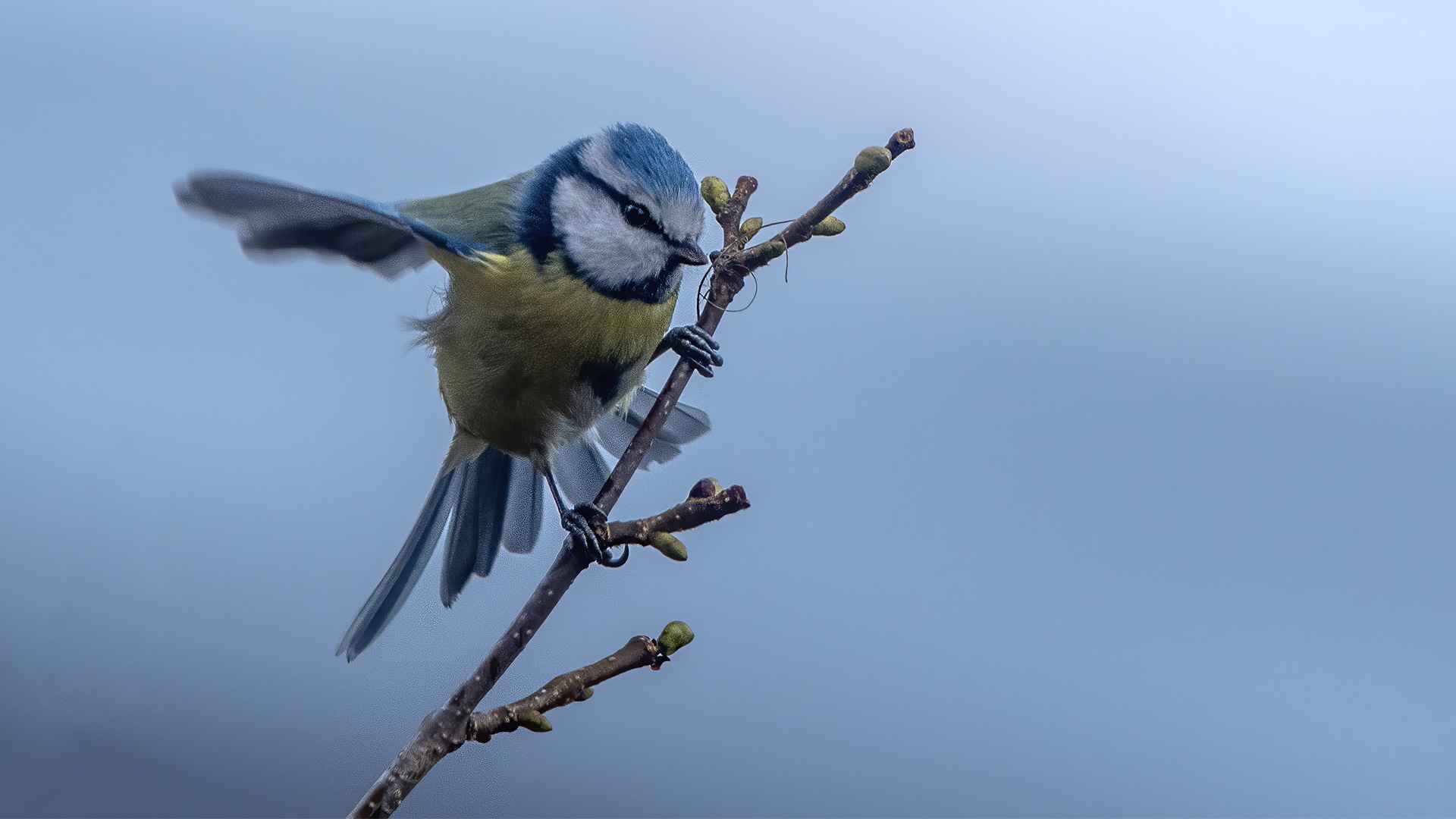 Eurasian Blue Tit